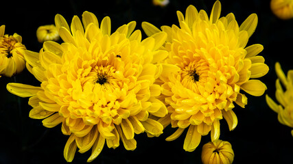 Closeup of chrysanthemum