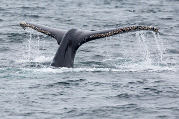 A wild humpback whale in the waters outside of Channel Islands National Park off the coast of...