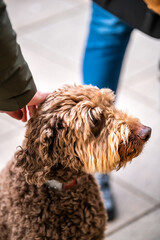 Closeup of sad Irish doodle canine dog with leash and collar sitting on paved sidewalk street with...