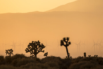 The silhouette of Joshua Trees in the wilderness outside of Mojave, California during sunset.