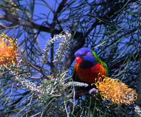 Lorikeet bird in a Grevillea Tree