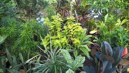 scenic view of green plants for multipurpose use