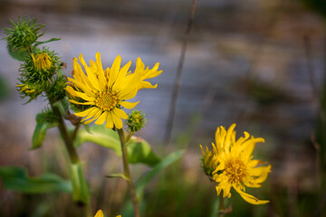 Beautiful Puget Sound Gumwood flowers grow wild in the Pacific Northwest near Seattle.