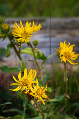 yellow flowers on the meadow