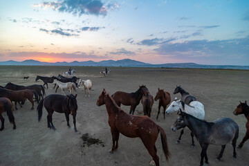 Wild horses and cowboys in the dust at sunset