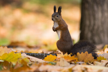 枯葉の上で立ち上がる野生のリス