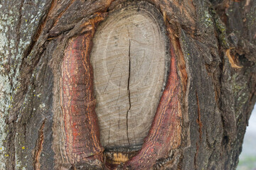 Old wood bark pattern background