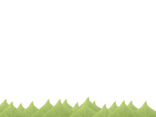 Obraz premium green grass background