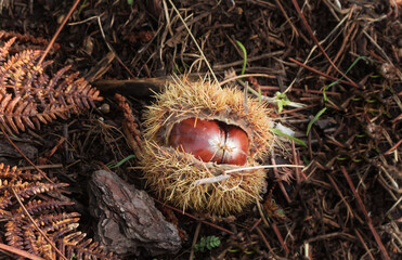 Chestnut inside her hedgehog in the forest