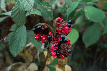 Black and red seeds of paeonia officinalis