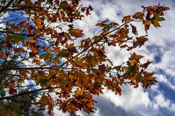 autumn leaves against blue sky