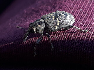 Bug resting on purple texture