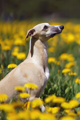 The portrait of a fawn and white Whippet dog sitting outdoors in a green grass with yellow dandelion flowers in spring