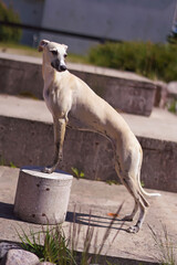Dirty fawn and white Whippet dog standing outdoors posing on concrete stairs in summer