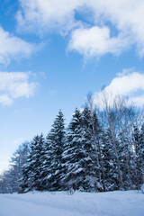 雪が積もった松林と青空