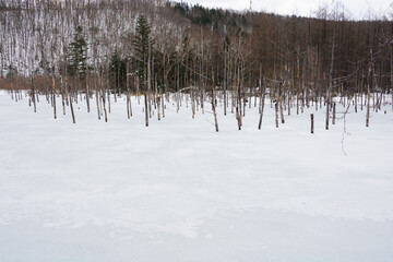雪に覆われた青い池　美瑛町
