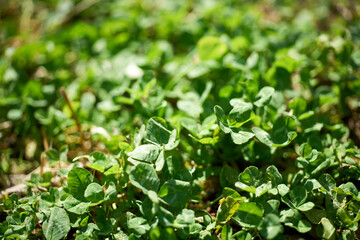 クローバー・アップ