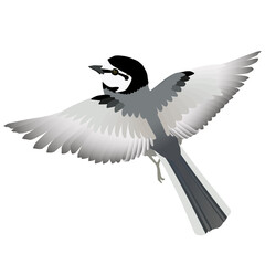 身近な野鳥ハクセキレイが羽ばたくかわいいベクターイラスト