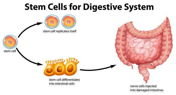 Stem cells for digestive system