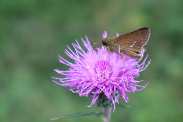 アザミとセセリチョウ
