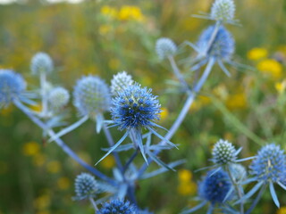 A thistle - it has blue flowers and leaves with sharp points - with bokeh background.