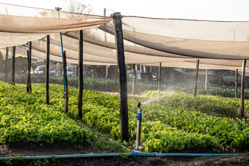 Sprinkler irrigation system in the beds of a family farming site, which works with different types of vegetables, in the municipality of Marilia