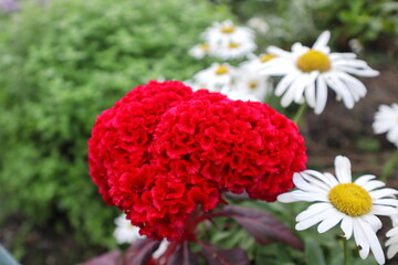 ケイトウとデイジー