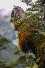 moss on a tree