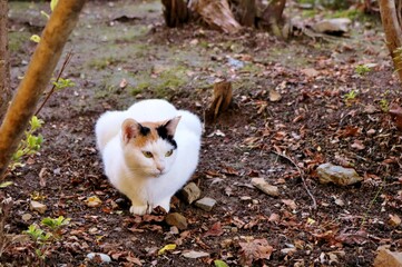 Fototapeta premium 上品な三毛猫 道 田舎 秋の日