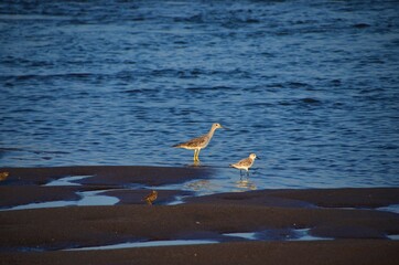 seagull on the beach
