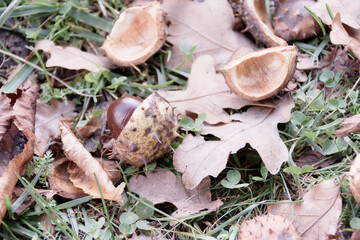 Chestnut on the ground with autumn foliage