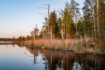 Sunset evening in the bog with reflections in water.