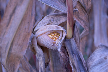 Corn cobs in the autumnal corn field