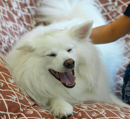 Laughing Dog American Eskimo