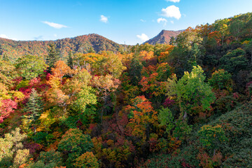 Obraz premium 北海道の秋の風景 札幌市の紅葉