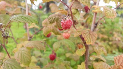 Raspberries in the late fall