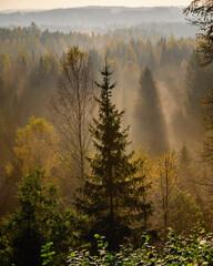 Closeup spruce tree during colourful autumn sunrise in forest with fog.