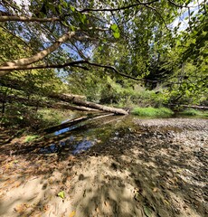 stream in the forest