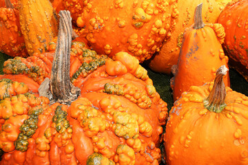A background of various bumpy warty pumpkins and squashes
