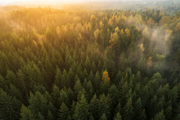 Birds eye view of thick forest during autumn sunrise with fog.