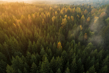 Birds eye view of thick forest during autumn sunrise with fog.