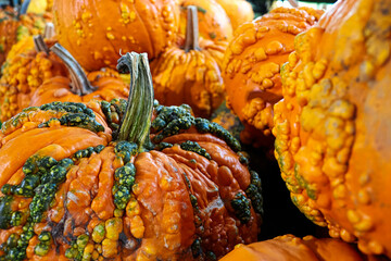 A background of various bumpy warty pumpkins and squashes
