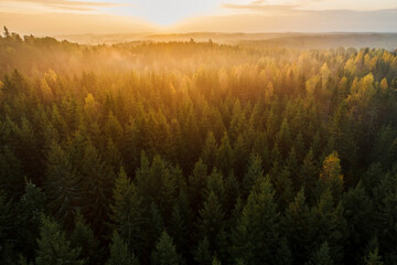 Fototapeta na wymiar Birds eye view of thick forest during autumn sunrise with fog.