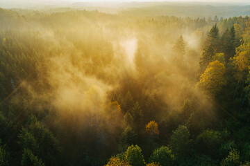 Birds eye view of thick forest during autumn sunrise with fog.