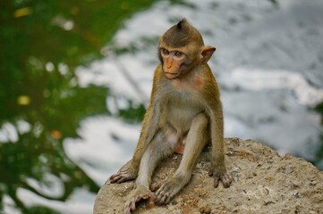 Baby macaque sits on a stone near the water.