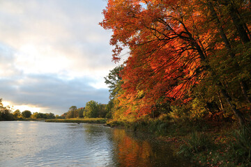 The leaves of a Fall maple tree illuminated by the rising sun, beside the Grand River, in Kitchener, Ontario, Canada.