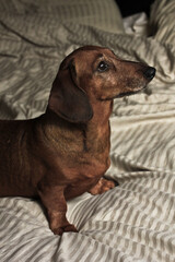 A smooth-haired red dachshund looks towards the bedroom window..The dachshund is sitting on green...