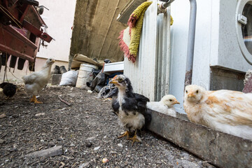 Selective blur on a herd and group of Young chickens, also called chick or poussin is standing in the farmyard in a rural farm environment.