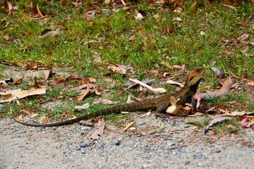 Gippsland Water Dragon sitting in the sun