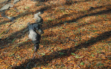 木の根　枯れ葉